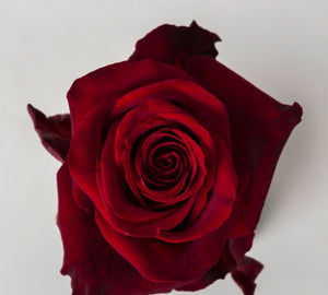 Short Rose Options for Valentines Day 2025