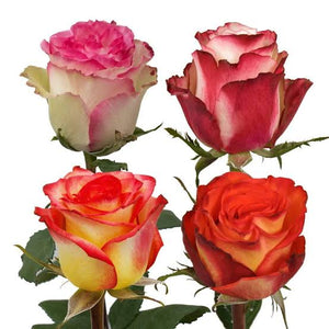 Short Rose Options for Valentines Day 2025