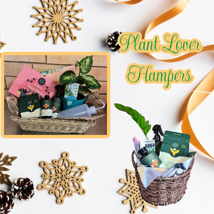 Plant Love and Care Hampers