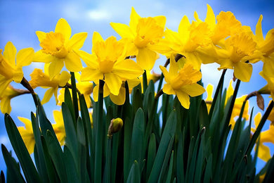 Daffodil Bunch for Daffodil Day